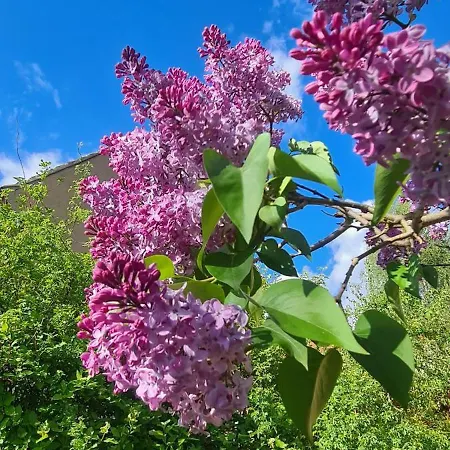 Gaestehaus Zum Rosengarten Holiday home *