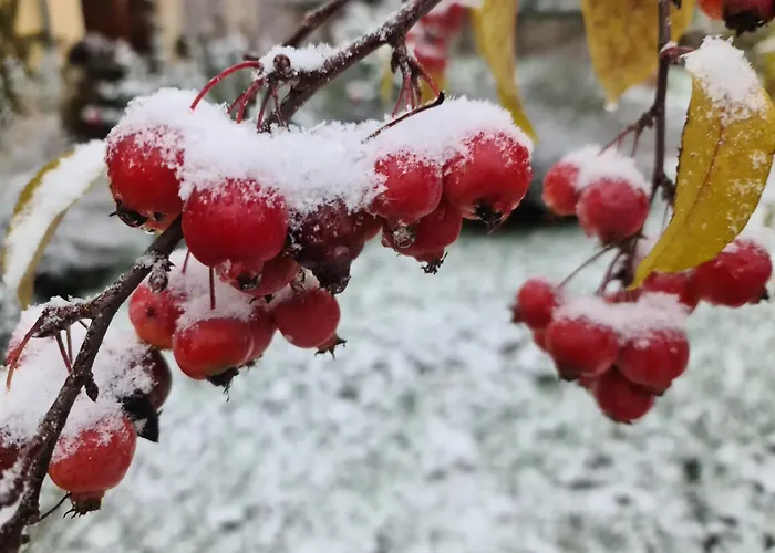 Gaestehaus Zum Rosengarten * Drezno