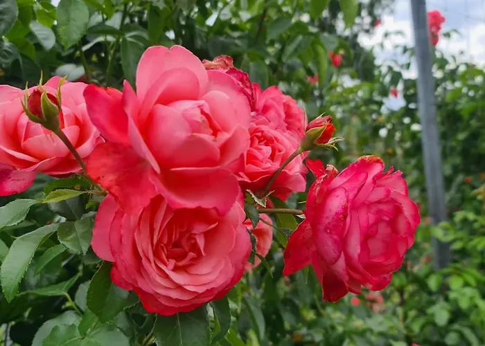 Gaestehaus Zum Rosengarten Dom wakacyjny