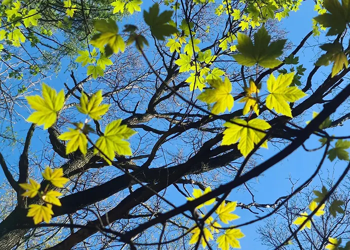 Dom wakacyjny Gaestehaus Zum Rosengarten Drezno