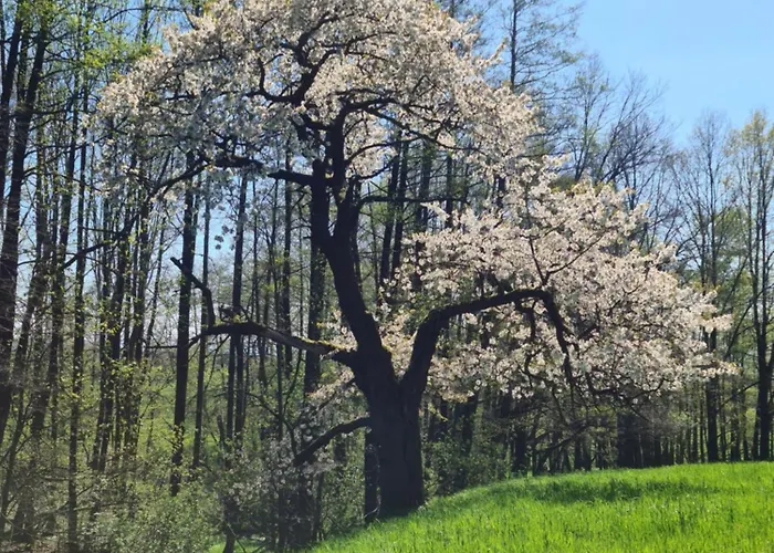 Dom wakacyjny Gaestehaus Zum Rosengarten *