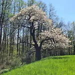 別荘 Gaestehaus Zum Rosengarten *