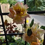Gaestehaus Zum Rosengarten 別荘