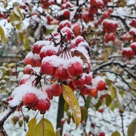 Сasa de vacaciones Gaestehaus Zum Rosengarten