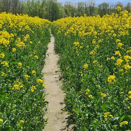 Hébergement de vacances Gaestehaus Zum Rosengarten Dresde