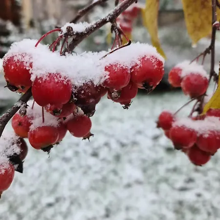 Gaestehaus Zum Rosengarten * Dresde