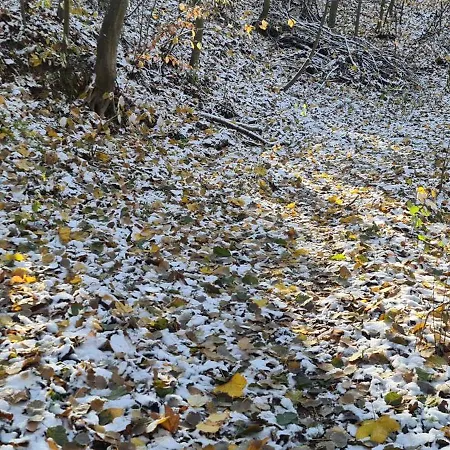 Gaestehaus Zum Rosengarten Dresde