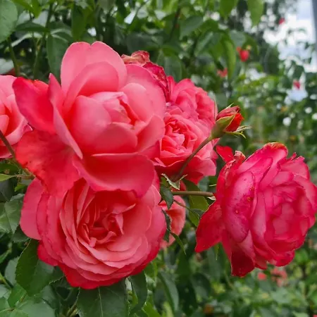 Gaestehaus Zum Rosengarten Hébergement de vacances