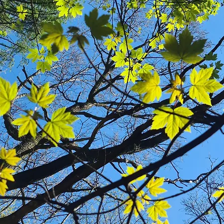 Сasa de vacaciones Gaestehaus Zum Rosengarten Dresde