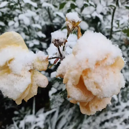 Hébergement de vacances Gaestehaus Zum Rosengarten *