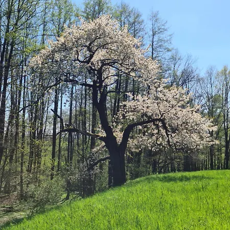 Сasa de vacaciones Gaestehaus Zum Rosengarten *