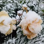 펜션 Gaestehaus Zum Rosengarten *