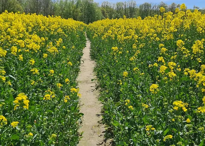 度假居 Gaestehaus Zum Rosengarten 德累斯顿