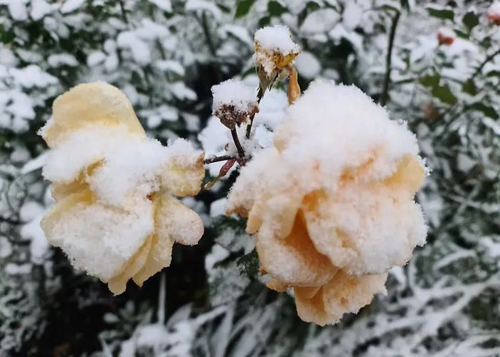 度假居 Gaestehaus Zum Rosengarten *