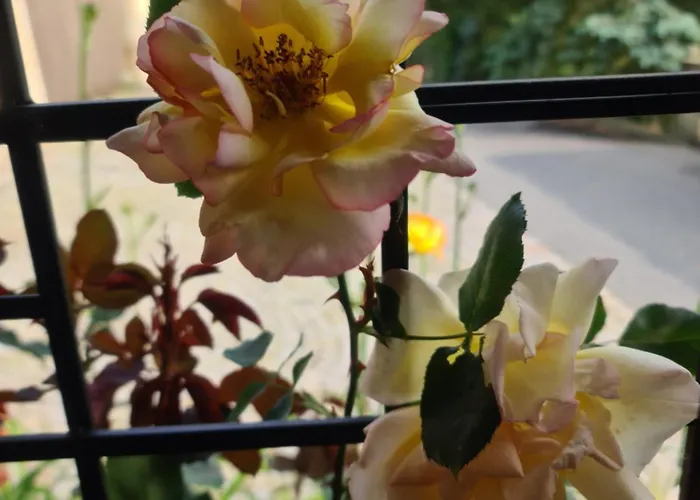 Gaestehaus Zum Rosengarten 度假居